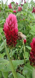 méh a lucernában