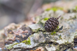 A téli erdő csendje