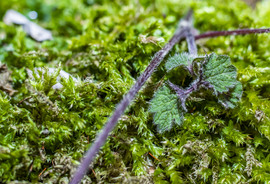 A téli erdő csendje