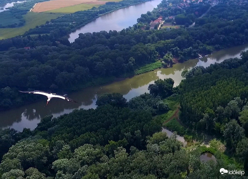 Tiszaugi gólya