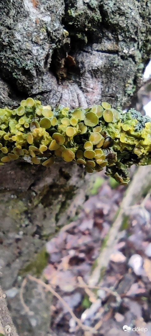 Xanthoria parietina