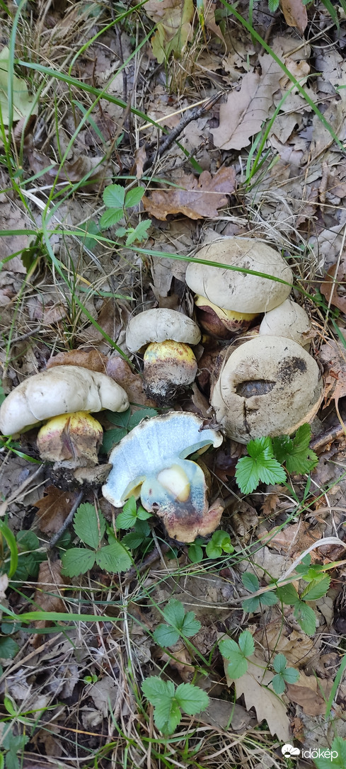 Őszelő