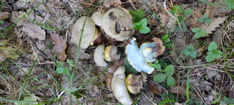 Őszelő
