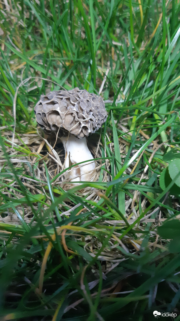 Kucsmagomba
