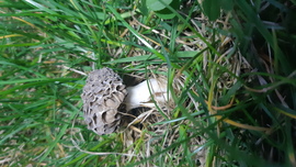 Kucsmagomba