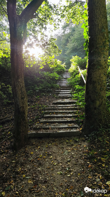 lépcső az erdőben
