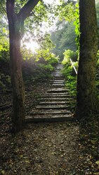 lépcső az erdőben