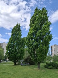 Tiszaújváros