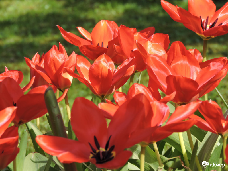 Tulipánok
