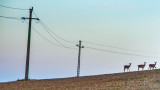 Szarvasok