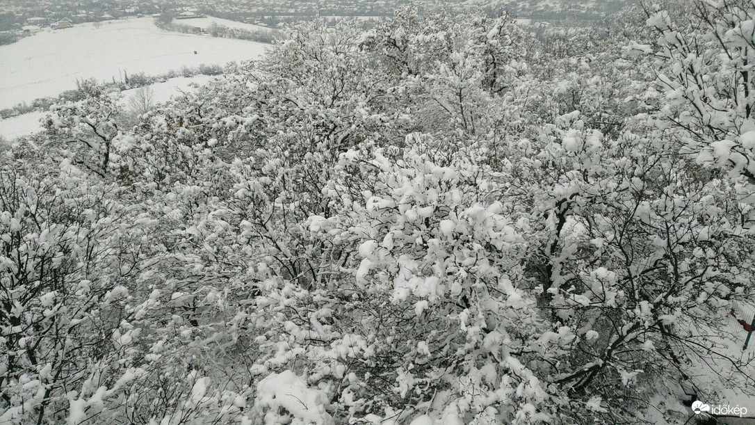 Gyula