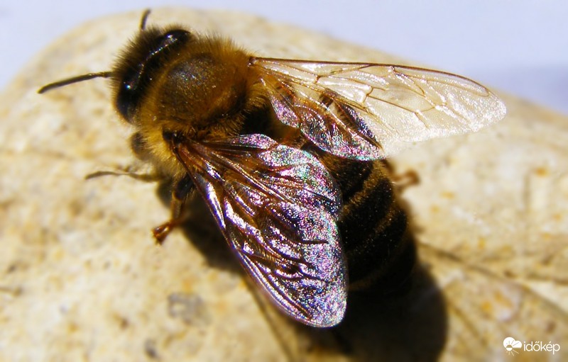 Irizáló zümiszárny :)