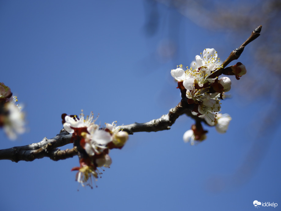 Barackfa virágzása 