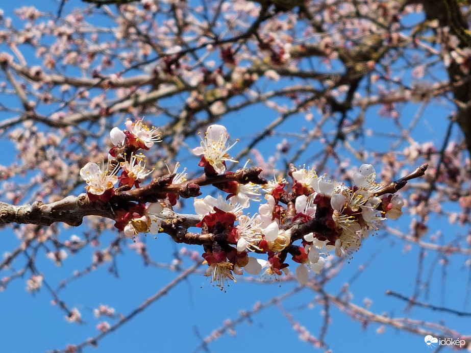 Virágzás a barackfán