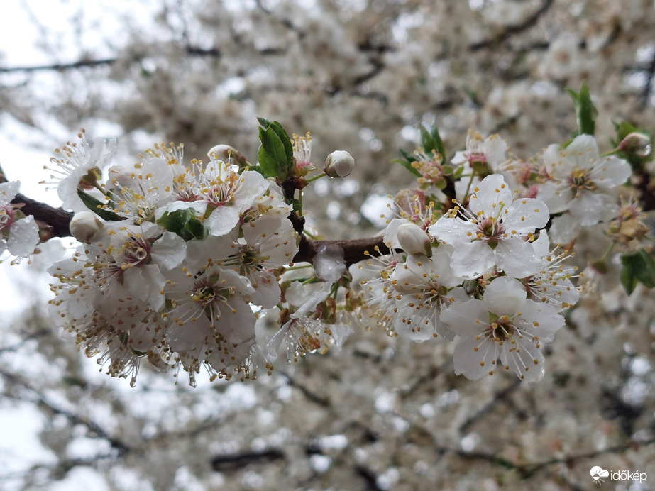 Cseresznyefa virágzása