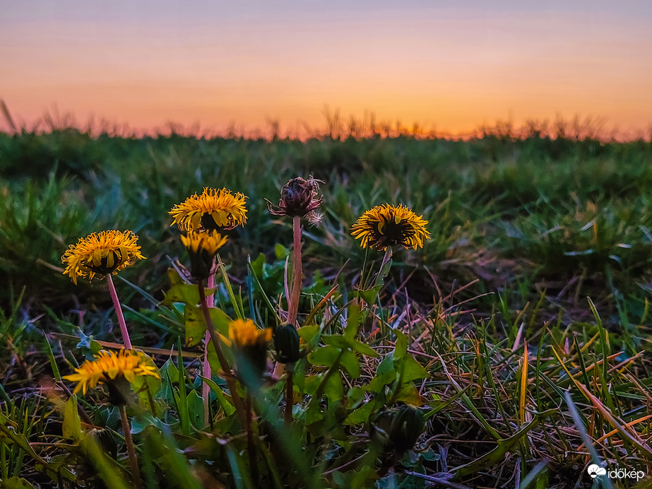 Pitypangos Naplemente 