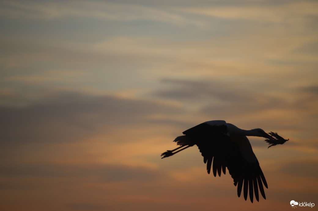 Gólya a naplementében