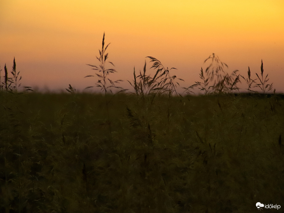 Naplemente színei búzával 