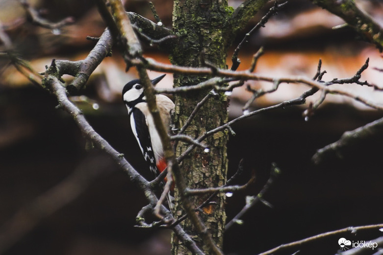 Kis cuki harkály bepózolt 