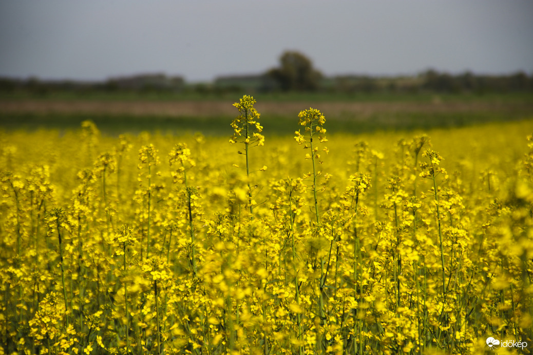 Csodás repce 