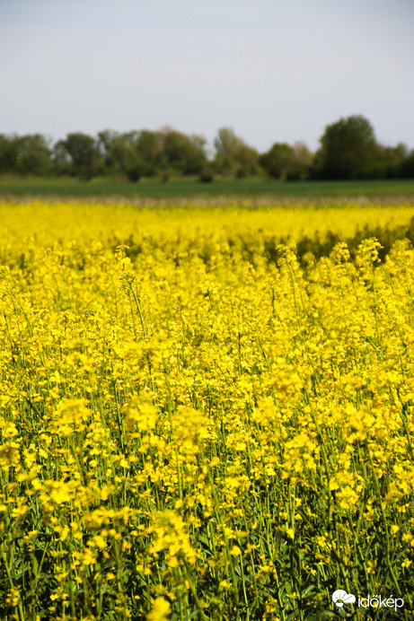 Csodás repcemező 