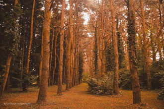Kámoni arborétum 