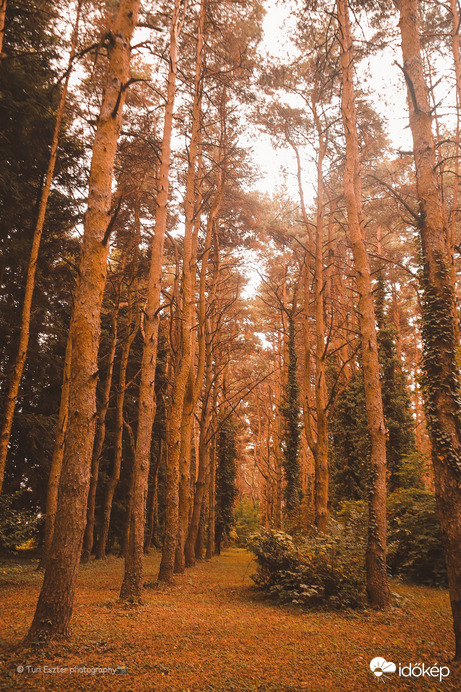 Kámoni arborétum 