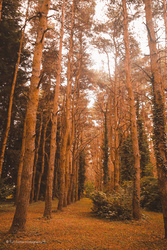 Kámoni arborétum 