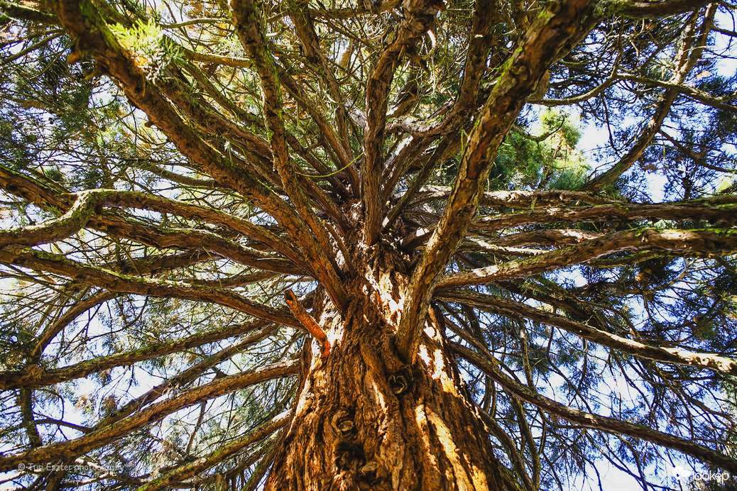 Sárvári Arborétum 