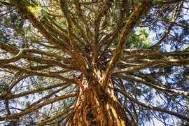 Sárvári Arborétum 