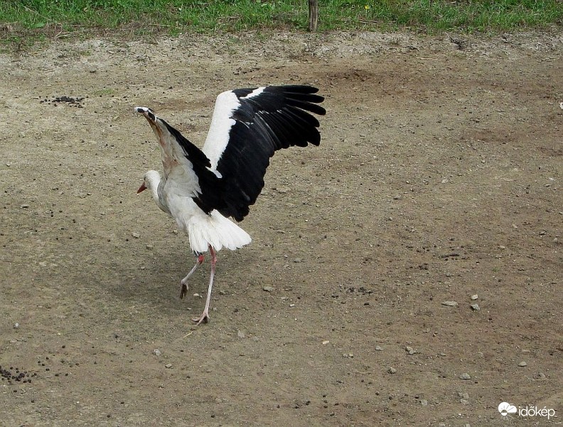 Gólytánc