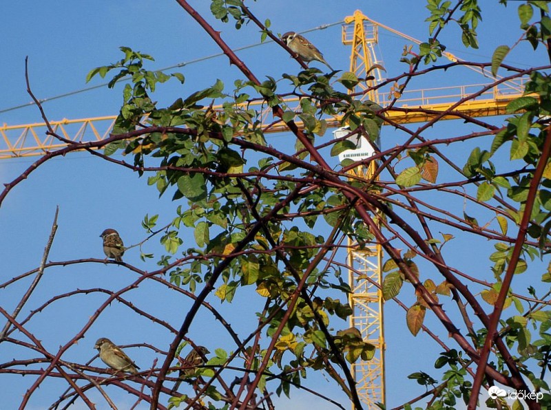 Háttal és profilból..