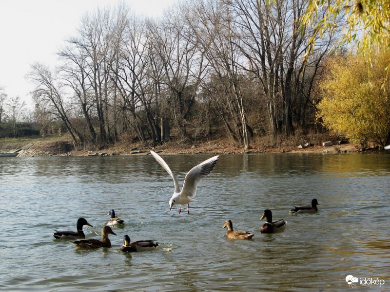 A szemfüles sirály..