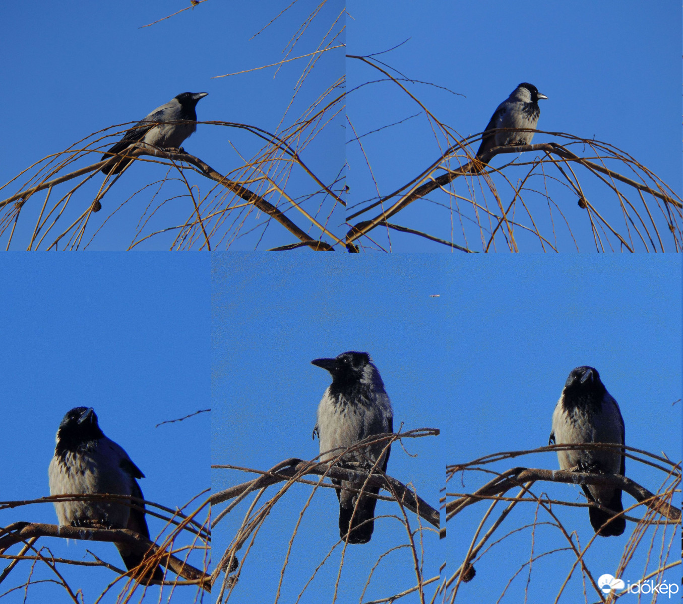 Erős szélben kitartó dolmányos...