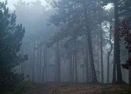 "Négyszögletes kerek erdő" ködösen