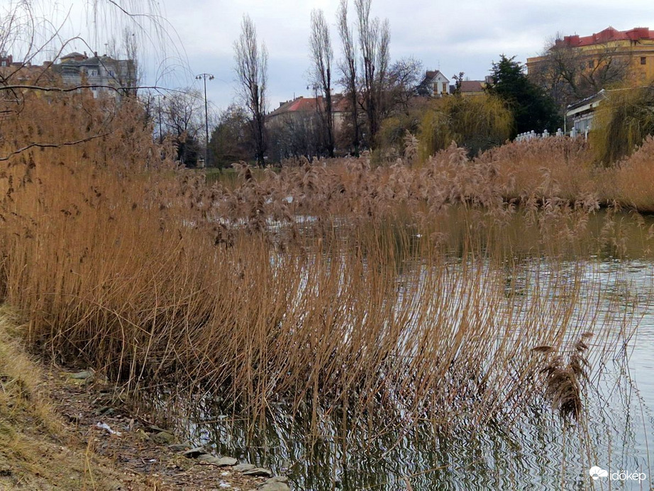 Nádsereg és vezére