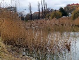 Nádsereg és vezére