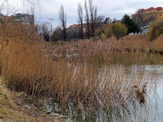 Nádsereg és vezére