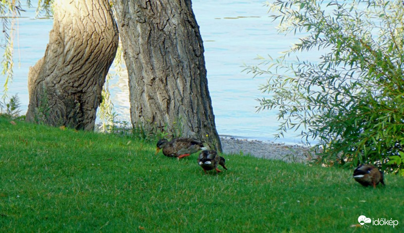 A sétáló óriás lábainál..