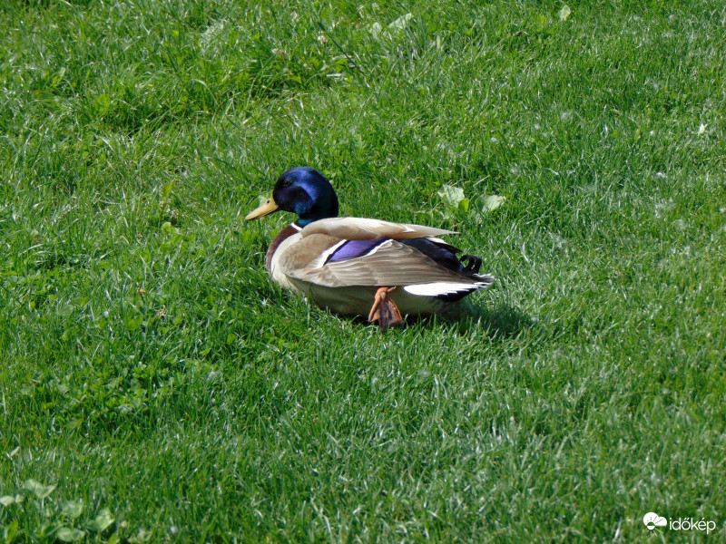 Nyárias napsütés..