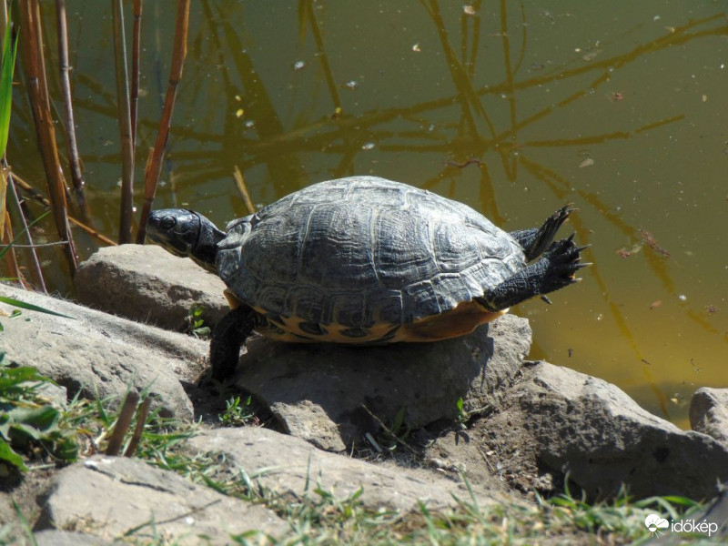 Fő a változatosság!