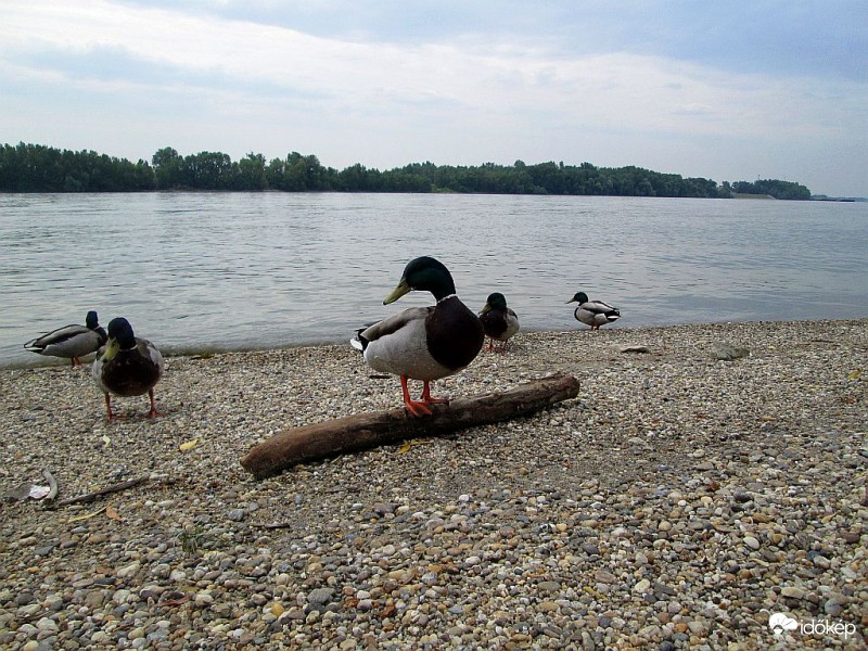 Az egyensúlyozó művész...
