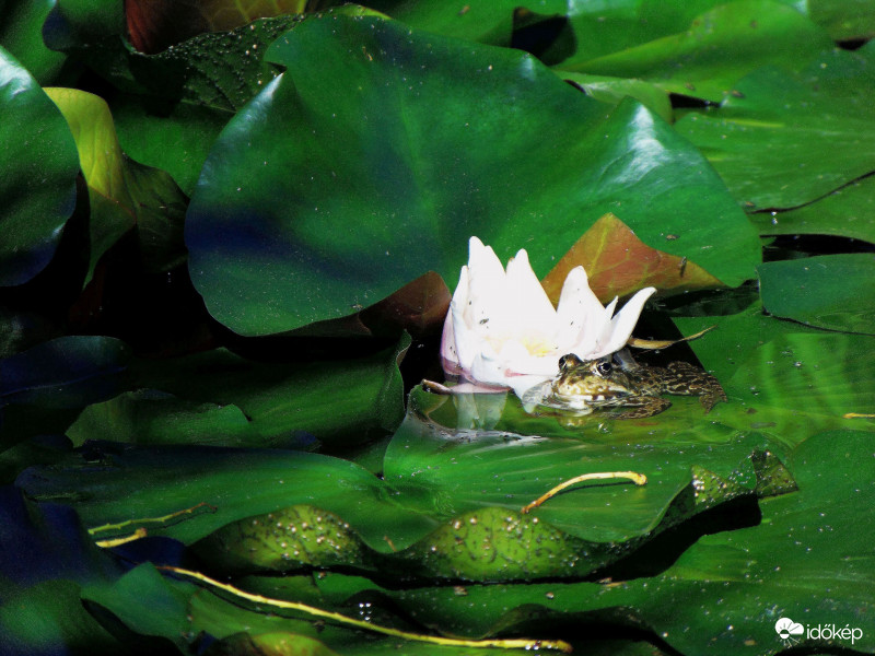 Béka(királyfi) és Tündér(rózsa)