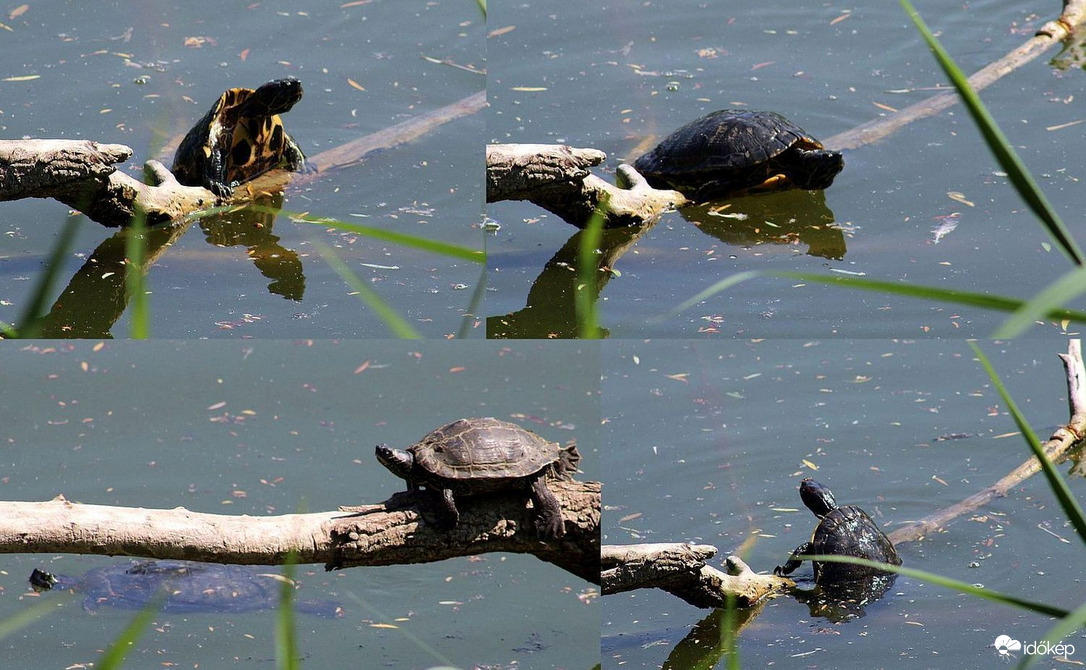 Edzés teknőséknél