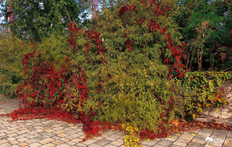 Az "átváltozóművész"