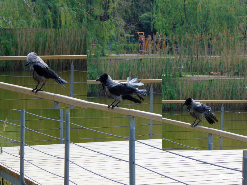 Felemáskorlát-gyakorlat