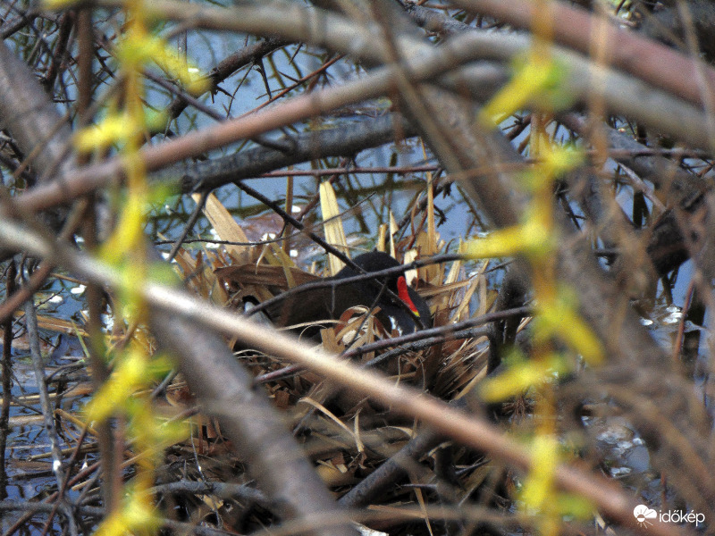 Vizityúk a fészkén