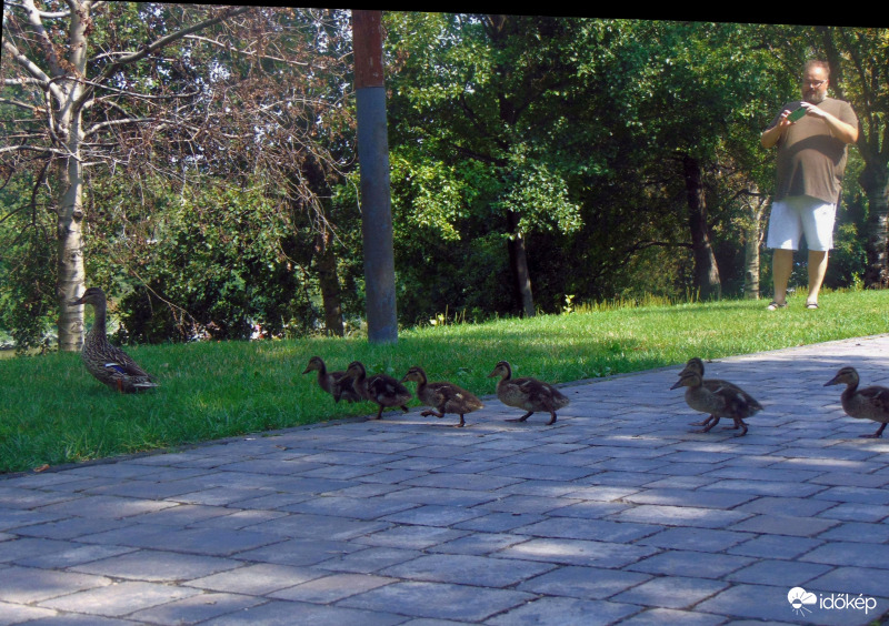 Nem gyalogos átkelőhely!