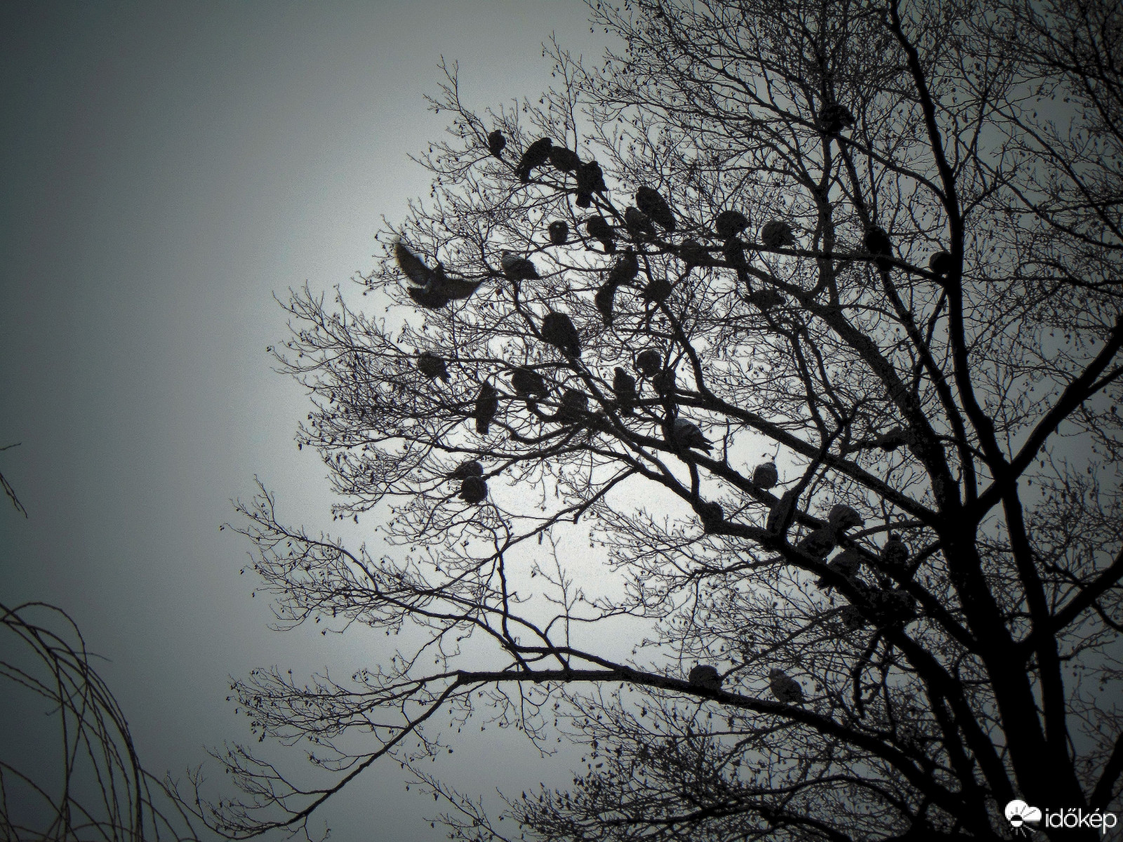 Hírnök jő, s pihegve szól..