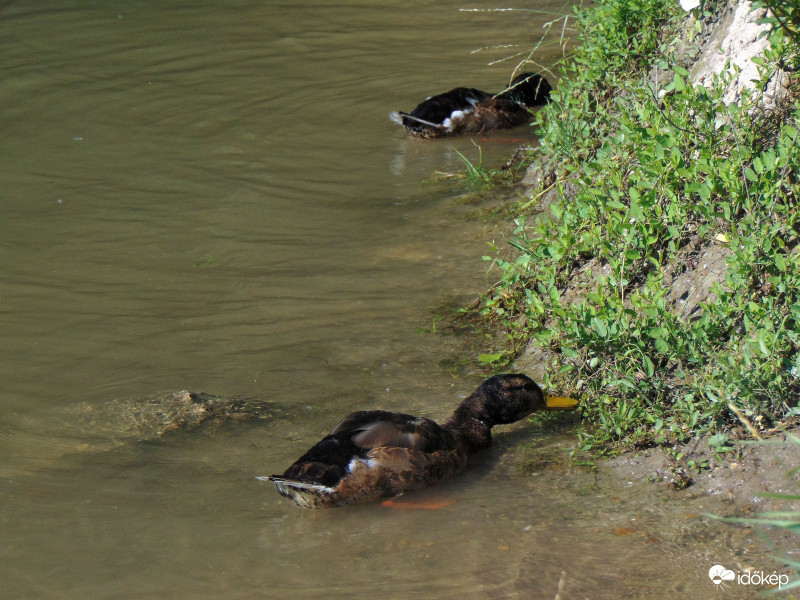 Különleges kínálat